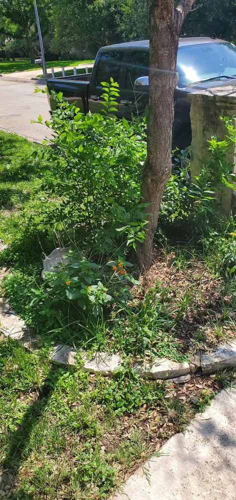 Expert landscape design in Converse, TX - Work in Wisdom Services