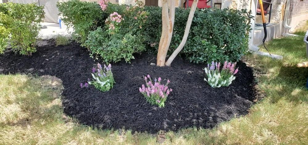 Expert yard maintenance in Converse, TX by Work in Wisdom Services