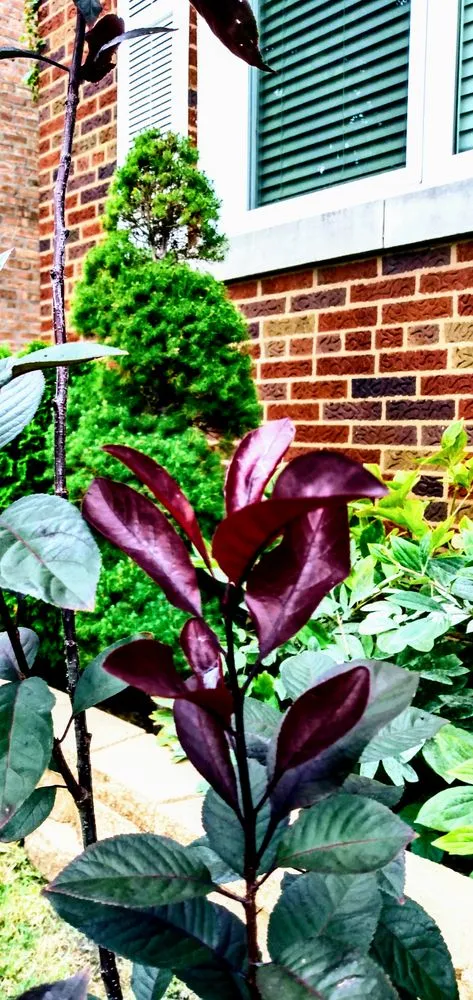 Top-rated lawn mowing service for homes across Oak Park, IL - Work My Property