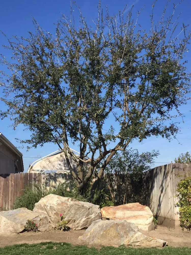 Custom outdoor landscaping in Visalia, CA by Work of Art Landscape