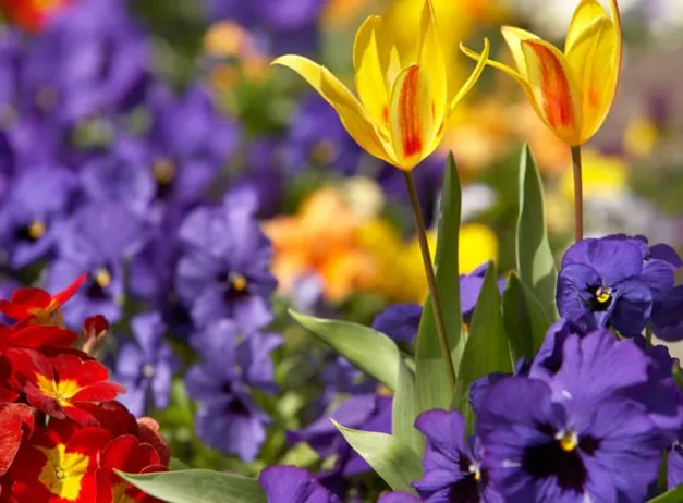 Professional yard maintenance for residential properties across Fayetteville, NY - Worker Bee Landscaping and Lawn Care