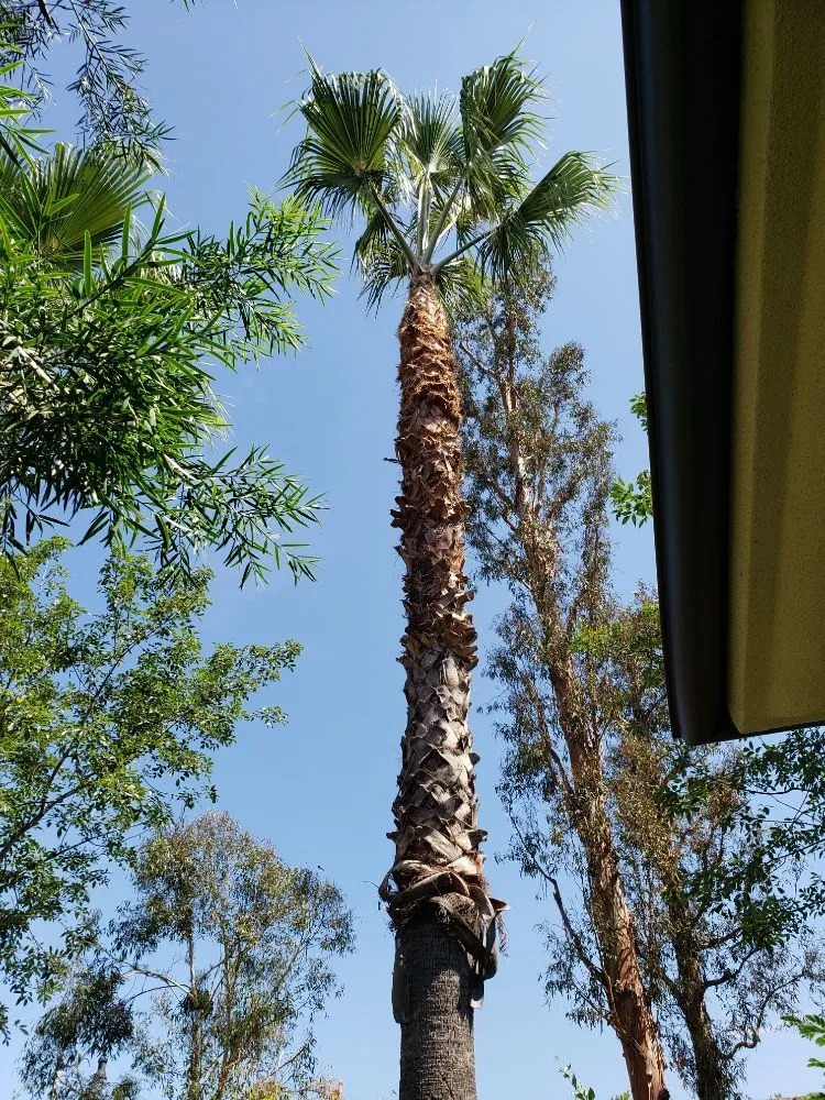 Professional garden landscaping experts serving Santa Ana, CA - WorkGrove Landscape & Tree Care