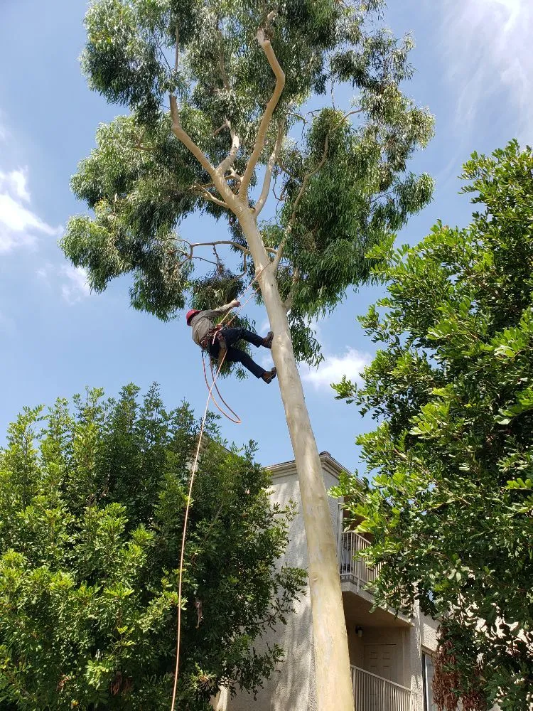 Custom yard maintenance in Santa Ana, CA - WorkGrove Landscape & Tree Care