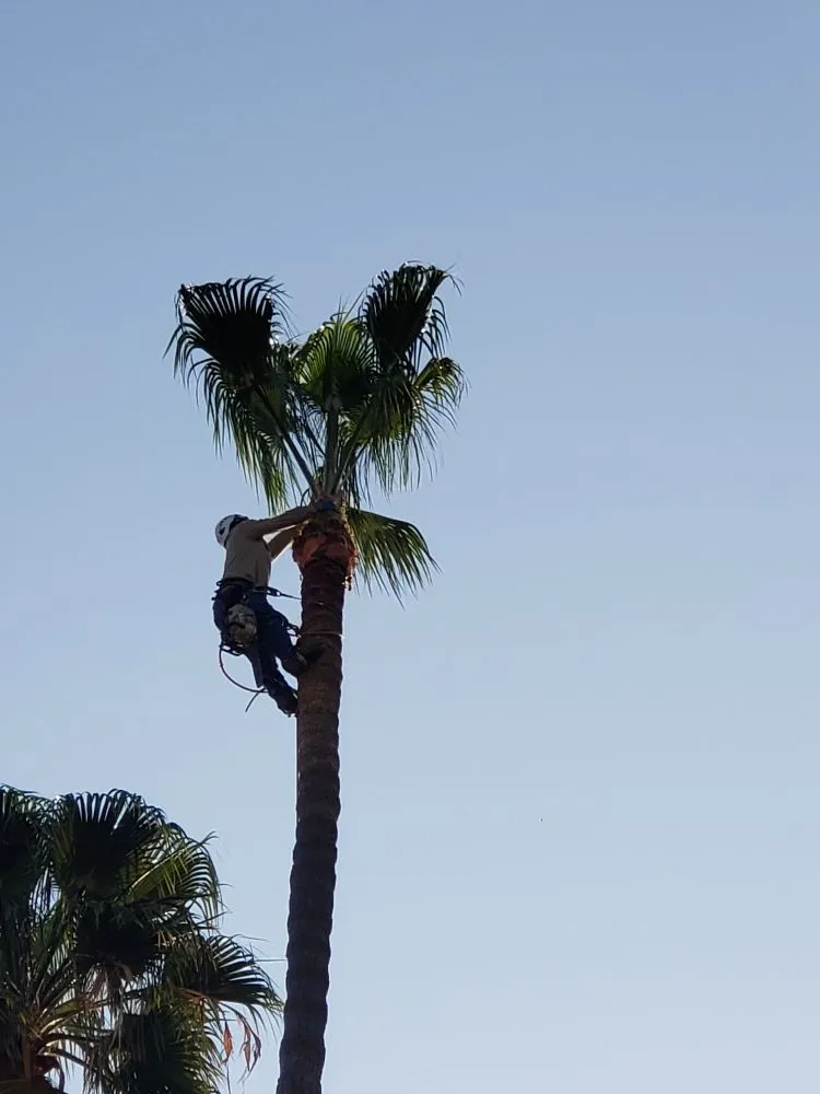 Affordable lawn mowing service in Santa Ana, CA - WorkGrove Landscape & Tree Care