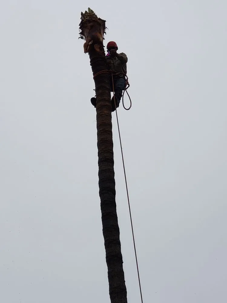 Professional landscape design in Santa Ana, CA by WorkGrove Landscape & Tree Care