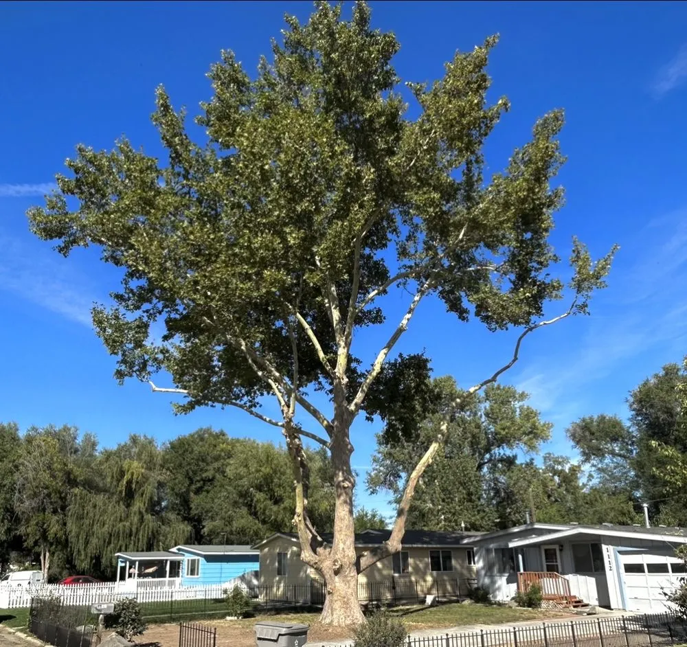 Expert landscape installation in Nampa, ID - Workman Tree and Landscaping