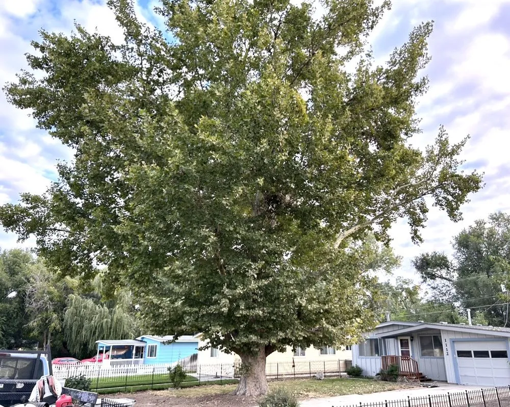 Top-rated lawn mowing service with custom design across Nampa, ID - Workman Tree and Landscaping