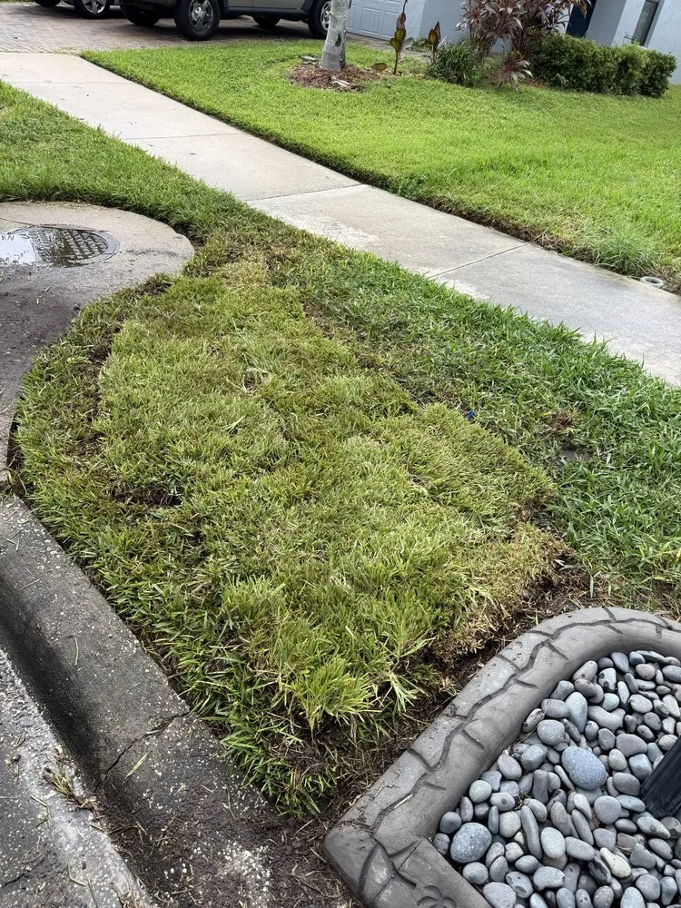 Reliable garden landscaping for outdoor upgrades across Tampa Bay, FL - World Of Sod