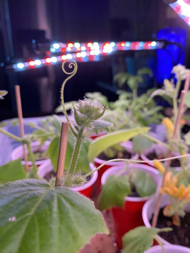 Trusted yard cleanup service experts serving Owasso, OK - Worley's Greenhouse & Nursery