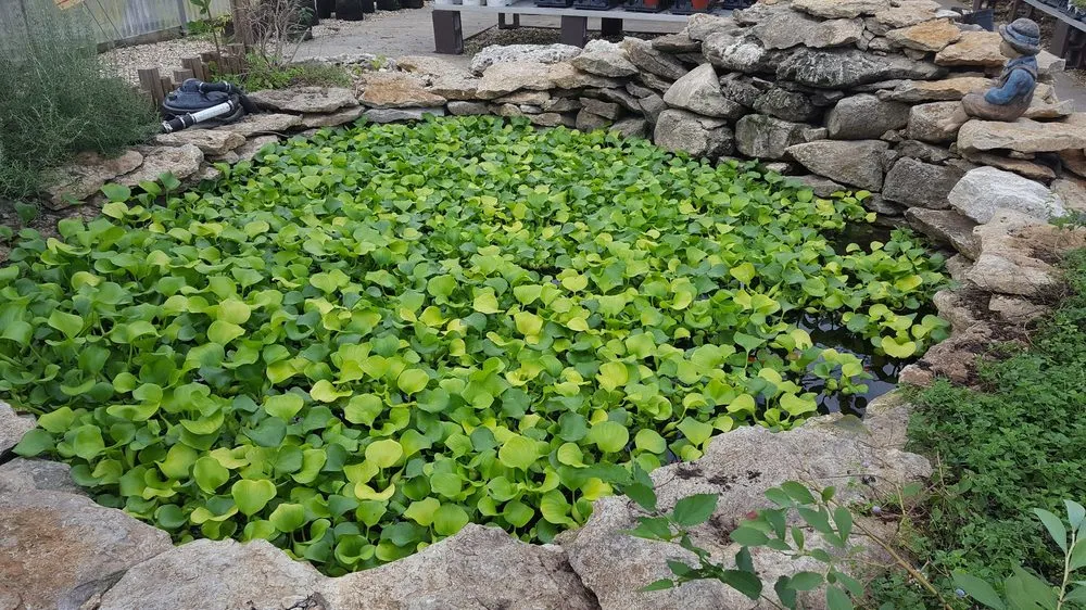 Reliable landscape design in Owasso, OK by Worley's Greenhouse & Nursery