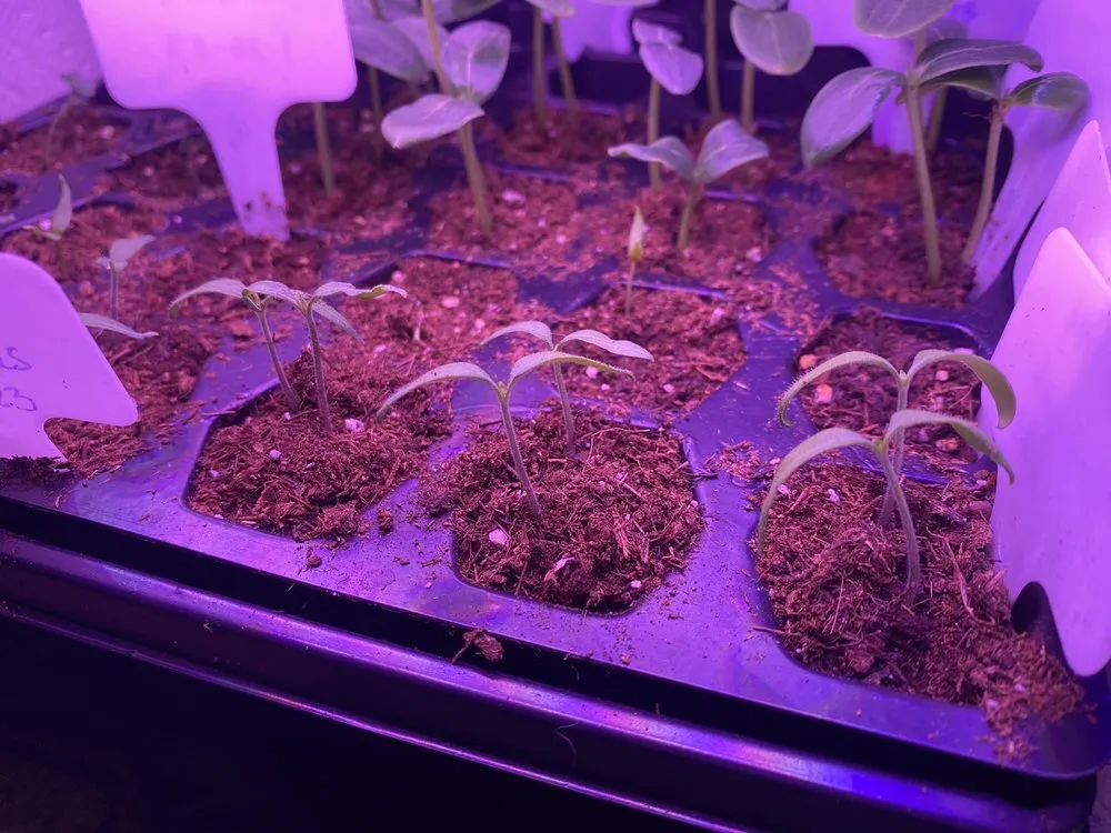 Affordable landscaping services experts serving Owasso, OK - Worley's Greenhouse & Nursery