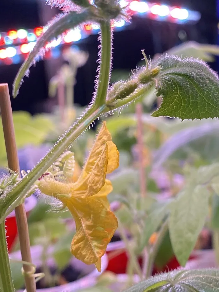 Professional lawn care service with custom design in Owasso, OK by Worley's Greenhouse & Nursery