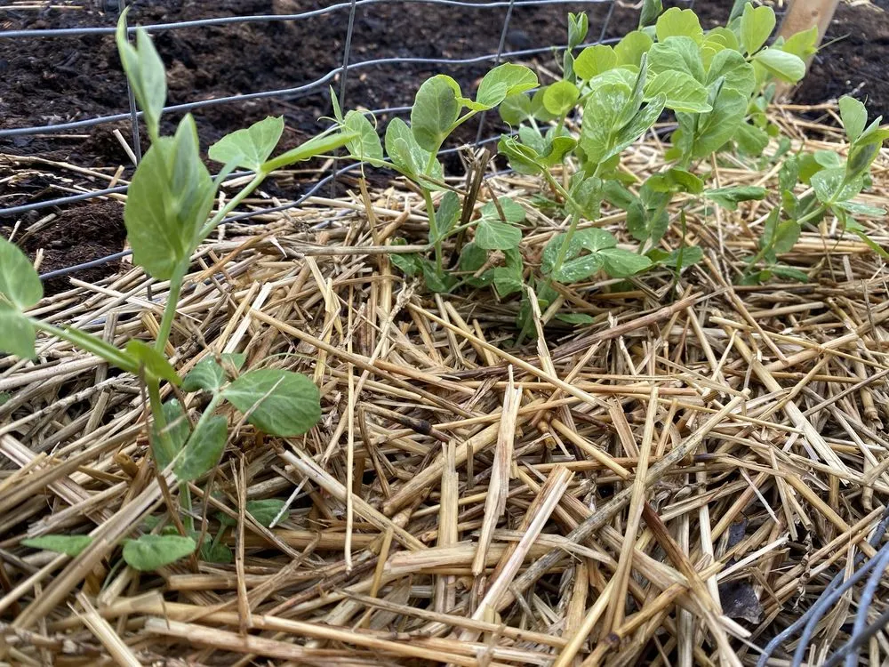 Affordable garden landscaping for year-round maintenance across Owasso, OK - Worley's Greenhouse & Nursery