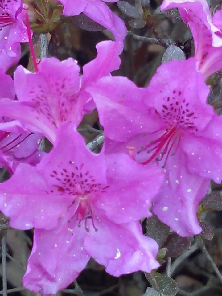 Professional landscaping services in Columbia, SC by Wormwood Landscaping