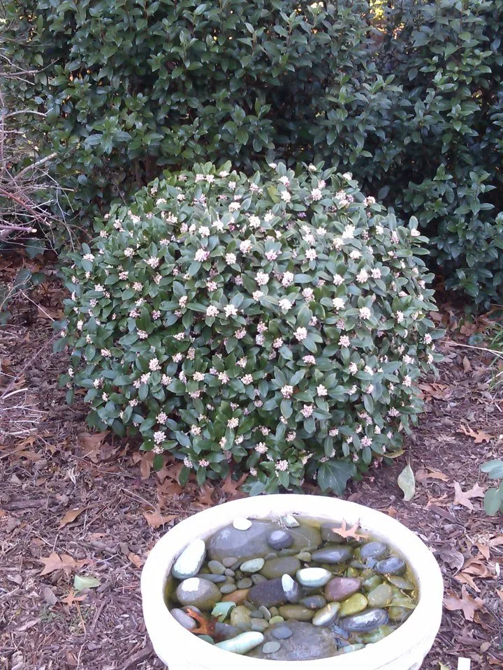 Custom yard maintenance for outdoor upgrades across Columbia, SC - Wormwood Landscaping