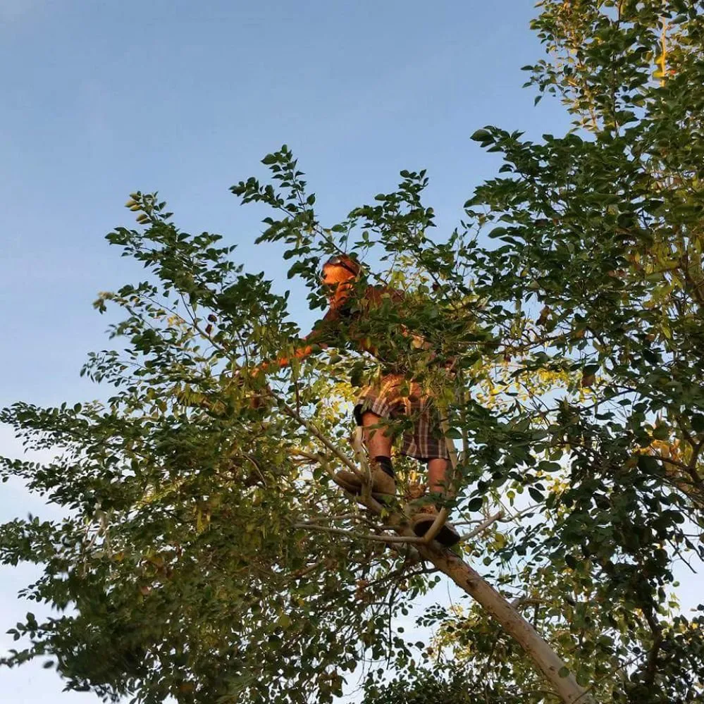 Custom landscape installation in Lake Havasu City, AZ - Worry Free Landscaping