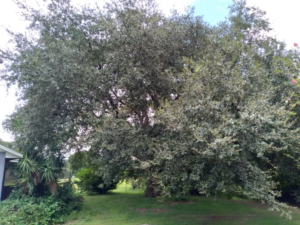 Professional landscaping services experts serving The Villages, FL - Worthington & Associates Tree Services