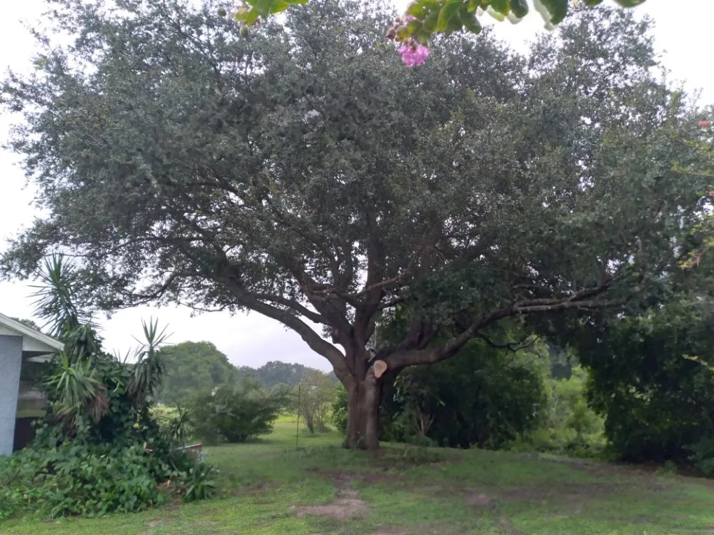 Professional yard maintenance experts serving The Villages, FL - Worthington & Associates Tree Services