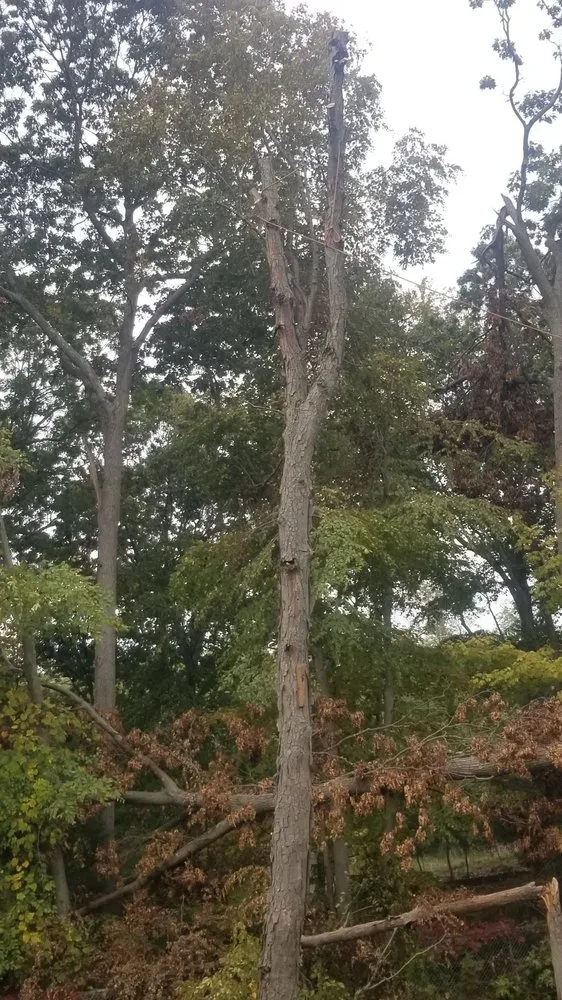 Affordable lawn care service in Kingston, NY - WQ Home Improvement Construction & Garde