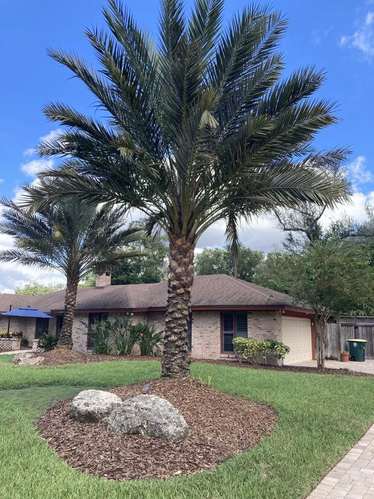 Affordable yard cleanup service for beautiful yards in Tampa, FL by Wrede’s Landscaping