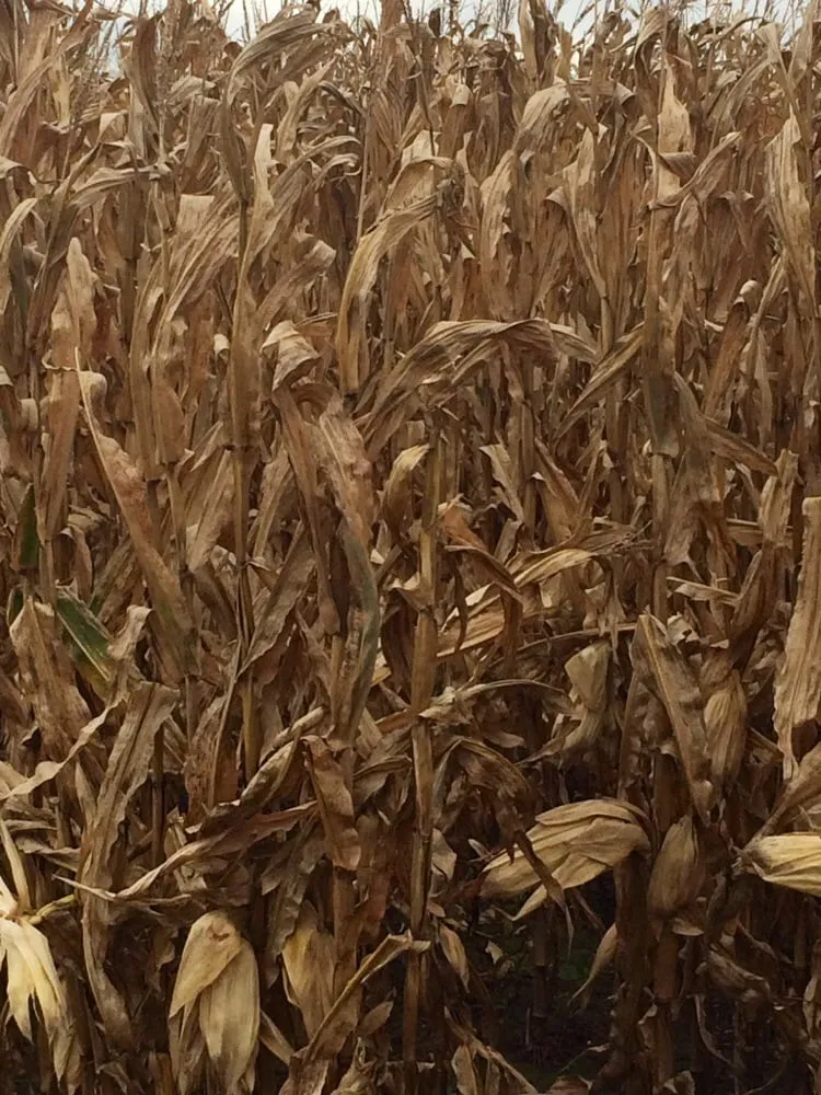 Expert garden landscaping for homes across Valparaiso, IN - WRF Nursery & Garden Center