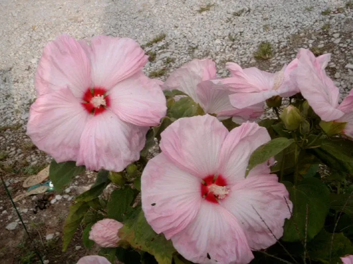 Expert yard maintenance experts serving Valparaiso, IN - WRF Nursery & Garden Center