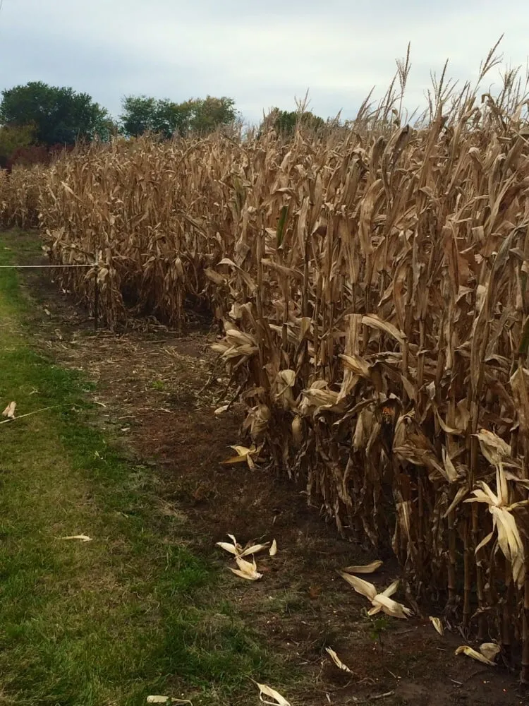 Reliable outdoor landscaping in Valparaiso, IN - WRF Nursery & Garden Center