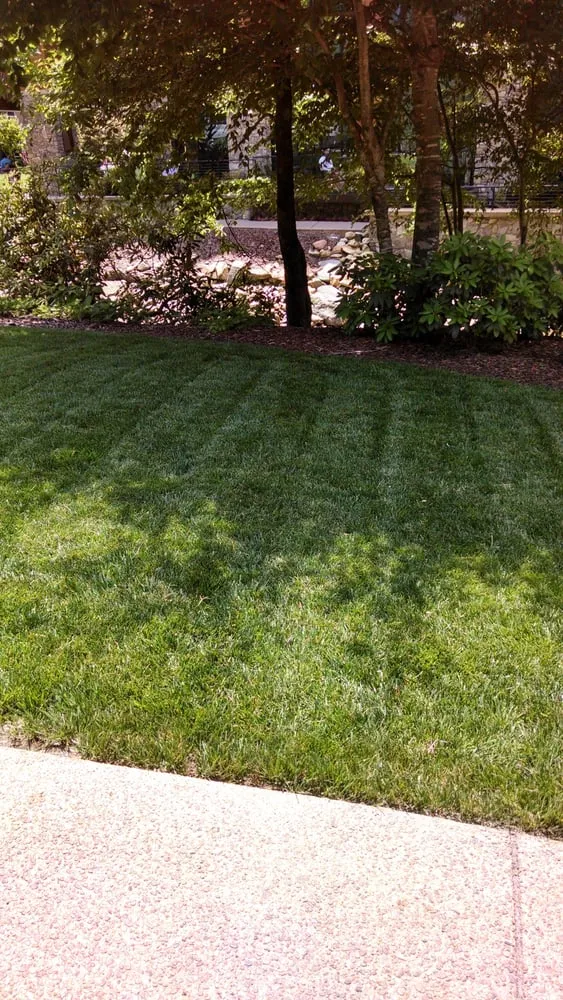 Affordable yard maintenance near you in Carrboro, NC by Wright Brothers' Tree Service