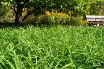 Expert landscape design in Cheektowaga, NY by Wright-Frontier Tree Care