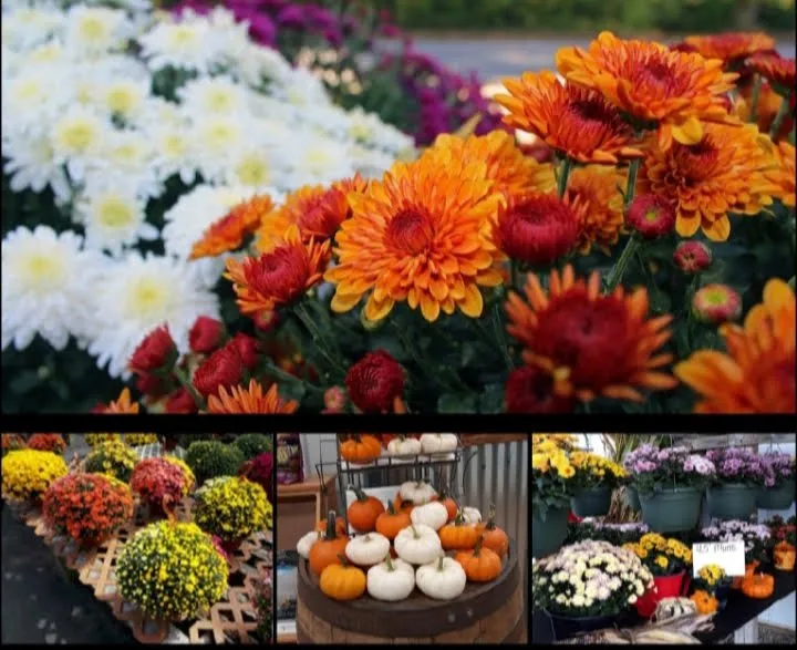 Custom landscape design experts serving Chillicothe, OH - Wright Landscape Supply