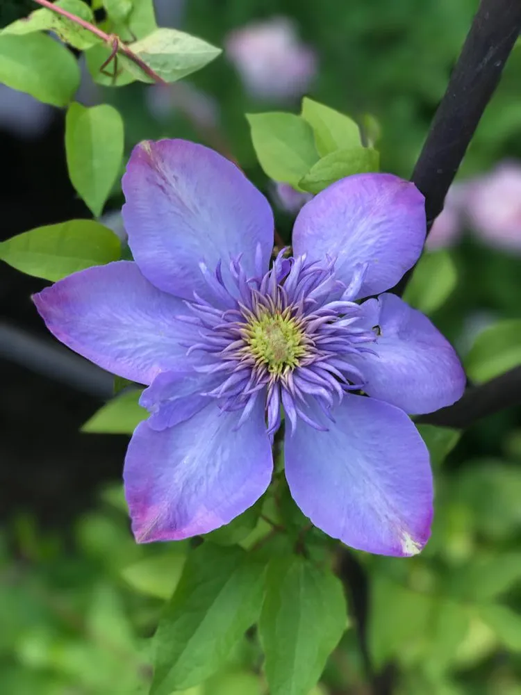 Custom lawn mowing service experts serving Stow, MA - Wright Landscapes