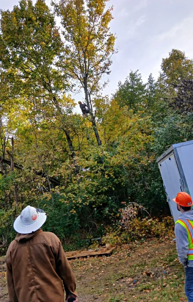 Local yard maintenance in Dayton, OH - Wright Tree Care