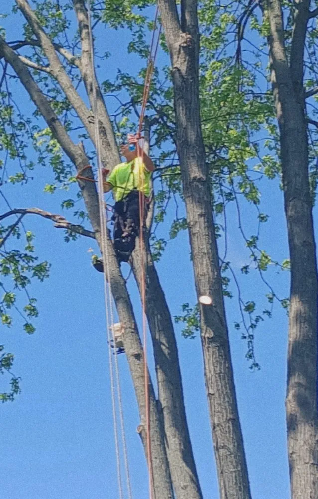 Expert landscaping services experts serving Dayton, OH - Wright Tree Care