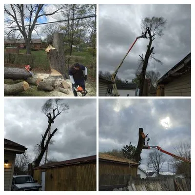 Wright Tree Care Logo