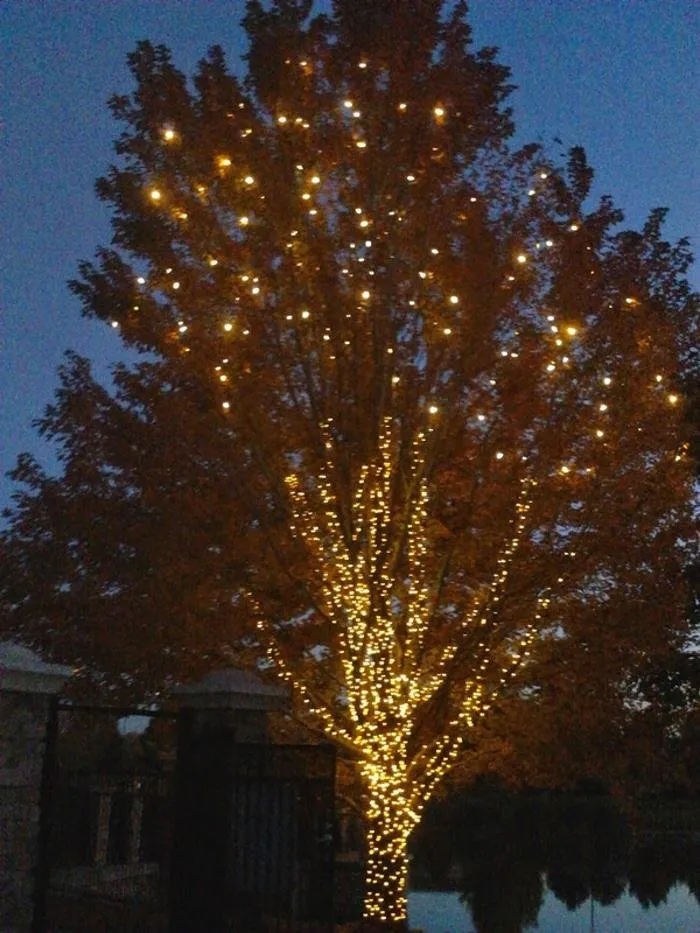 Professional outdoor landscaping experts serving Colorado Springs, CO - Wright Tree Lawn & Landscape Care