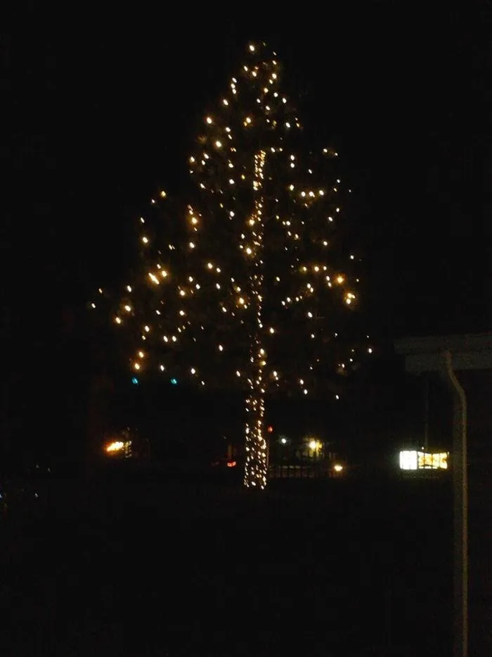 Trusted yard maintenance for beautiful yards across Colorado Springs, CO - Wright Tree Lawn & Landscape Care