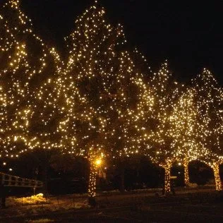 Reliable yard maintenance in Colorado Springs, CO - Wright Tree Lawn & Landscape Care