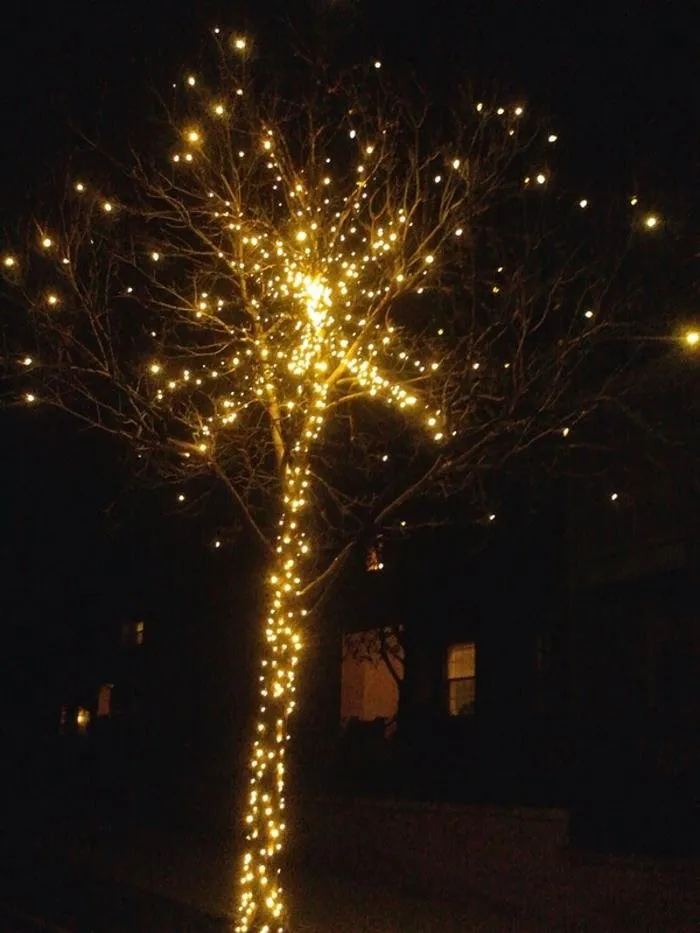 Local yard cleanup service in Colorado Springs, CO - Wright Tree Lawn & Landscape Care