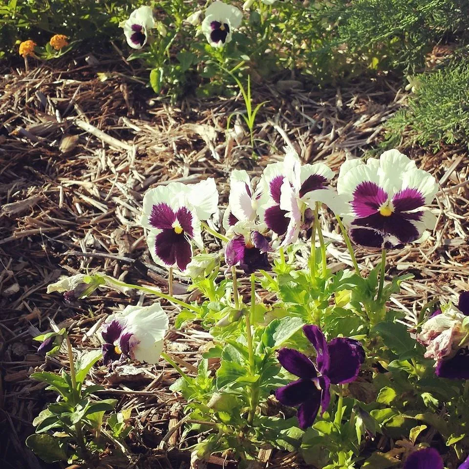 Affordable garden landscaping in Denton, TX - Wright Way Landscaping