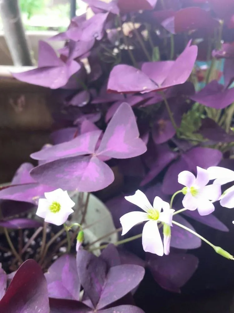 Top-rated landscape installation in Denton, TX by Wright Way Landscaping