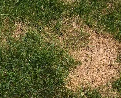 Expert lawn mowing service with custom design in Burlingham, NY by WrightRhule's Lawn Service