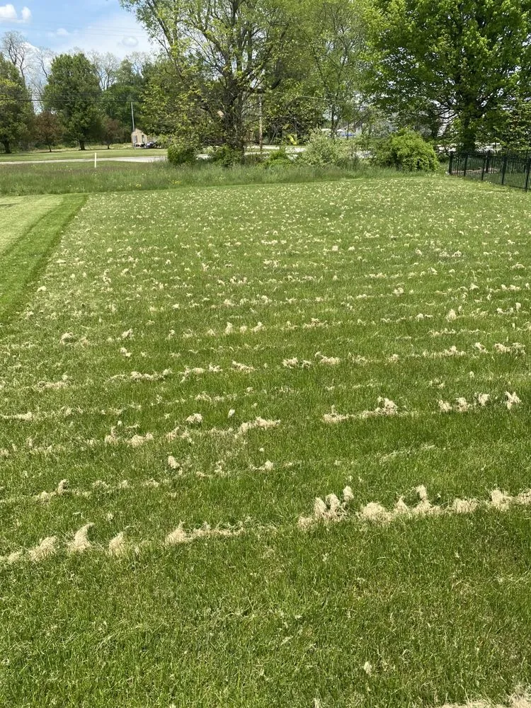 Expert yard cleanup service for homes in Canton, OH by Wright's Landscape