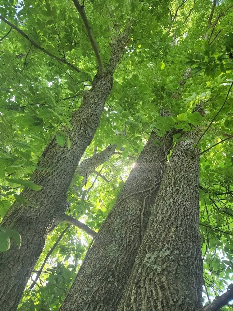 Top-rated outdoor landscaping in Florence, KY by Wrightway Lawn & Landscaping