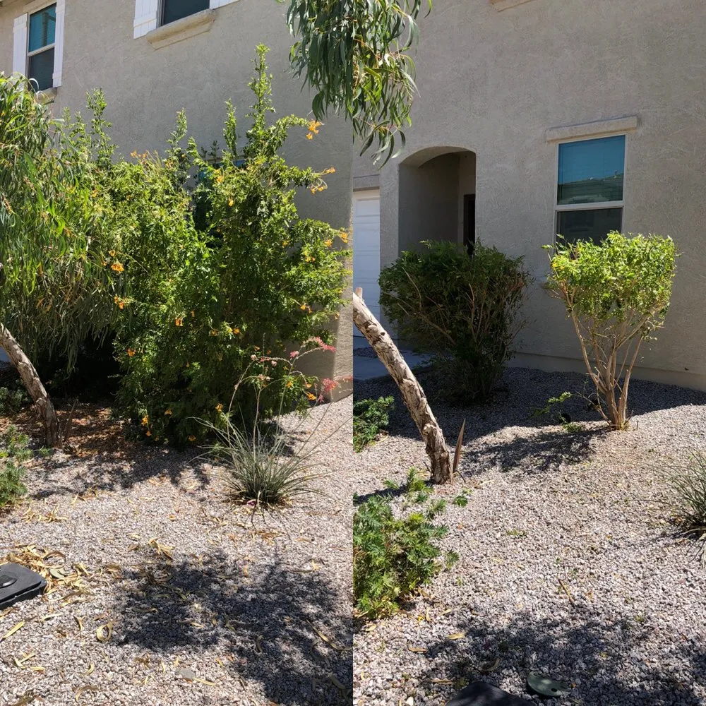 Expert yard cleanup service for beautiful yards in Peoria, AZ by WS Landscaping