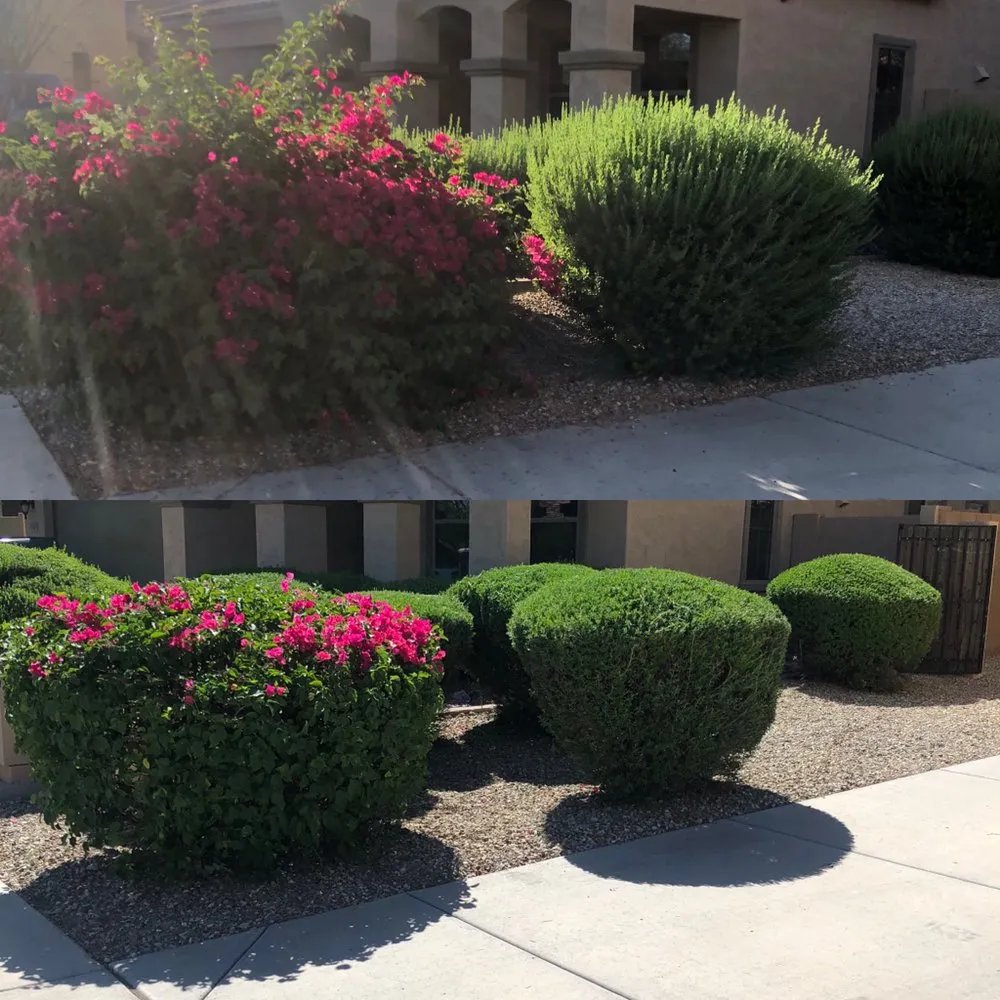Reliable yard maintenance in Peoria, AZ by WS Landscaping
