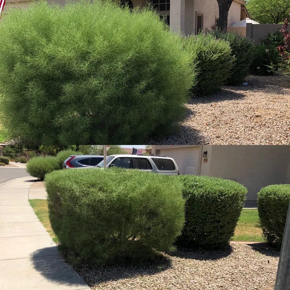 Expert landscaping services in Peoria, AZ - WS Landscaping