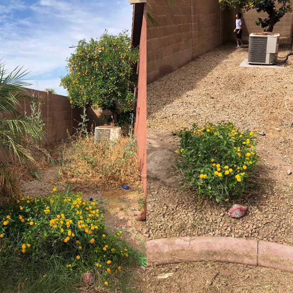 Affordable lawn care service for year-round maintenance across Peoria, AZ - WS Landscaping