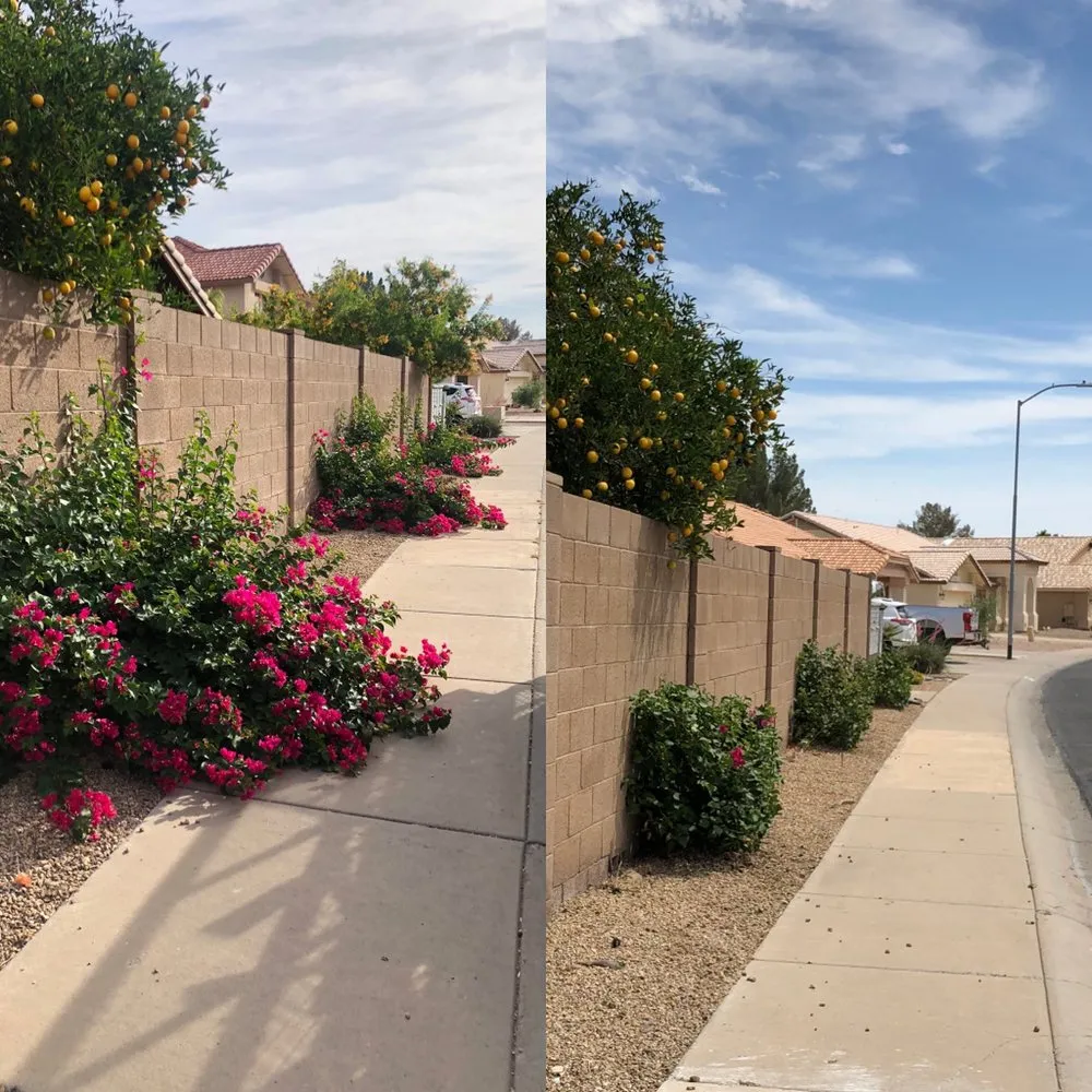 Custom yard cleanup service in Peoria, AZ - WS Landscaping