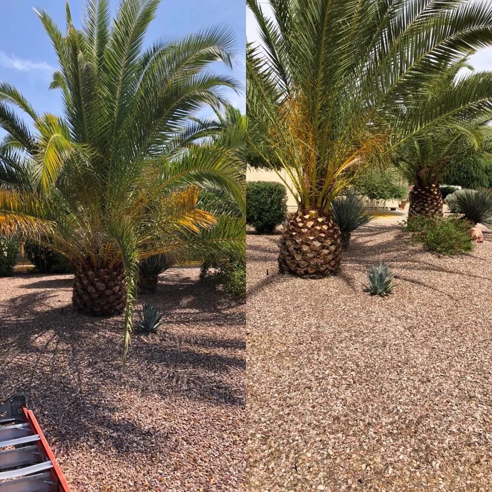 Affordable garden landscaping in Peoria, AZ by WS Landscaping