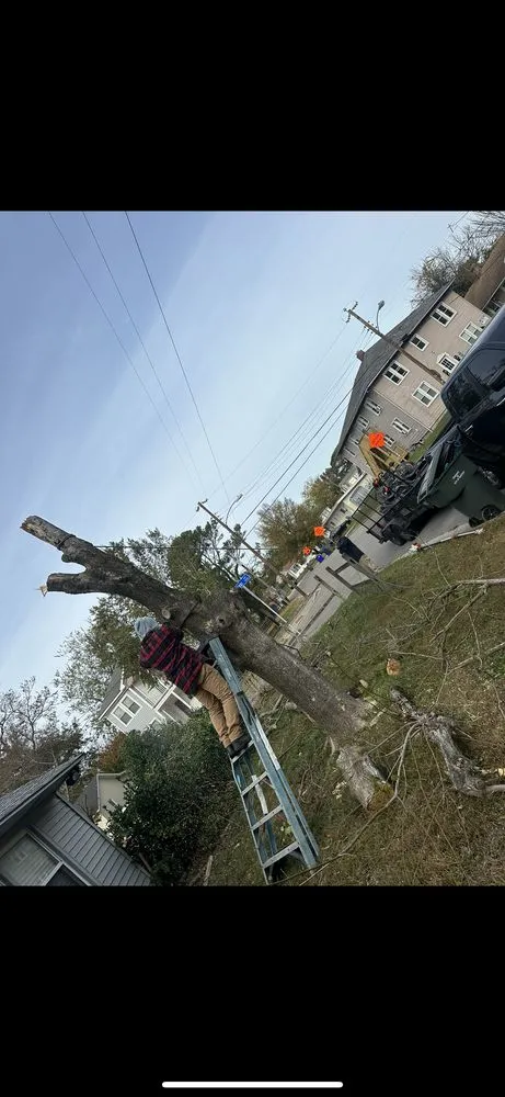 Top-rated landscape installation for homes in Newport News, VA by WSP Pressure Lawn And Tree Tree